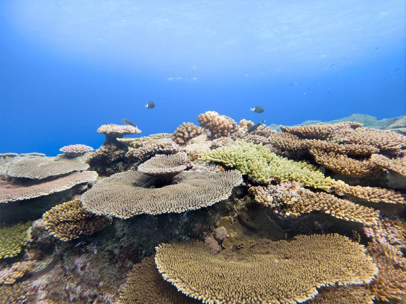 001-Samsung-Galaxys-Ocean-Mode-and-Coral-Reef-Initiative-Receive-International-Recognition-and-Awards-Newsbody.jpg