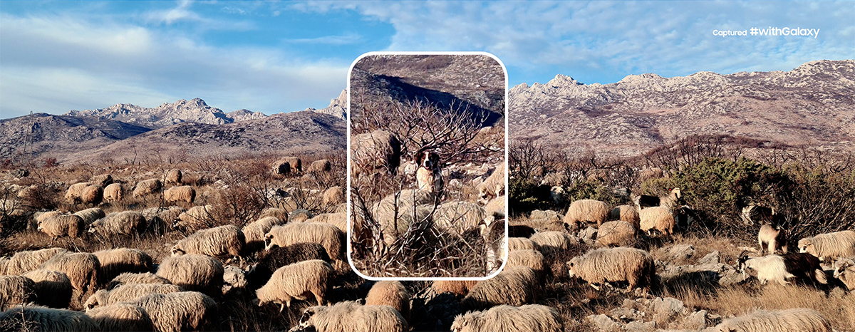 How to Make the Most Out of the Galaxy S20&rsquo;s Awesome Camera